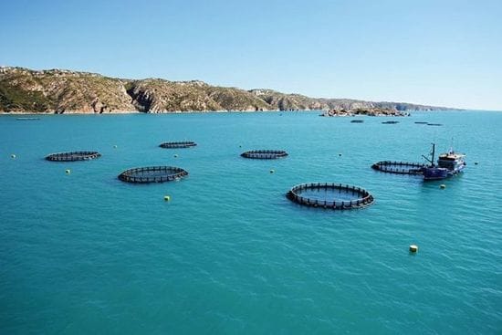 Traditional owners disappointed by scaling back of proposed fin fish farm